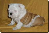 Bulldog - vendido 2