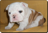 Bulldog - vendida 1